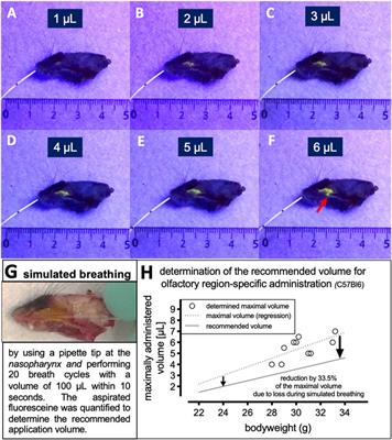 Establishment of an Olfactory Region-specific Intranasal Delivery Technique in Mice to Target the Central Nervous System